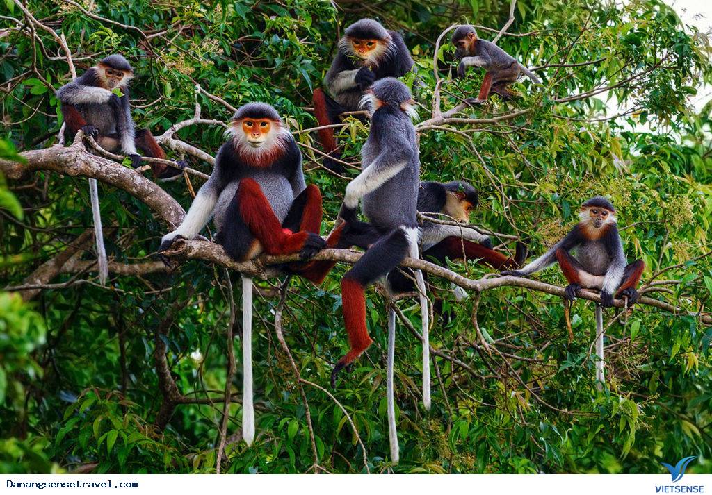 Một ngày phượt tại Bán đảo Sơn Trà- Đà Nẵng - Ảnh 2 Một ngày phượt tại Bán đảo Sơn Trà- Đà Nẵng - Ảnh 2