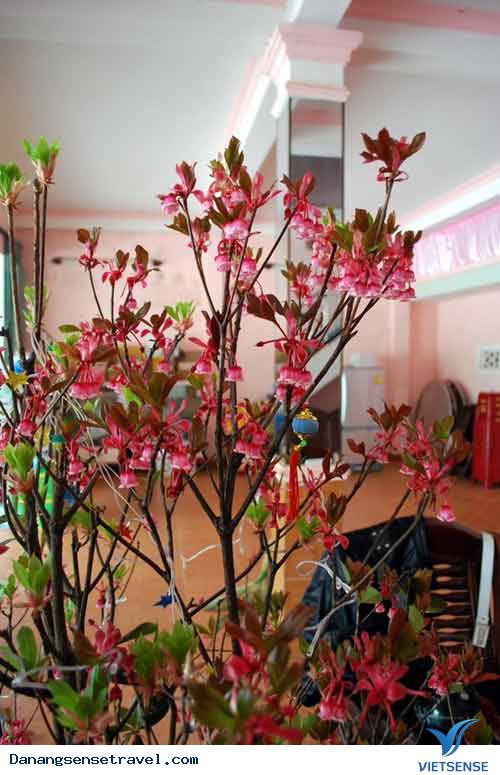 Ngắm Đào Chuông Trên Đỉnh Bà Nà - Ảnh 5