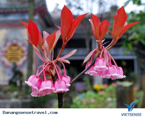 Ngắm Đào Chuông Trên Đỉnh Bà Nà - Ảnh 1