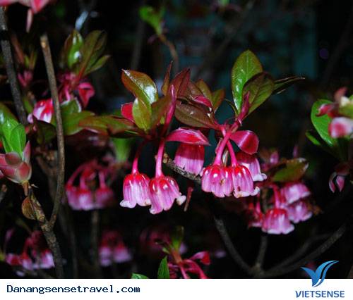 Ngắm Đào Chuông Trên Đỉnh Bà Nà - Ảnh 7