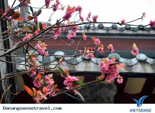 Ngắm Đào Chuông Trên Đỉnh Bà Nà - Ảnh 3