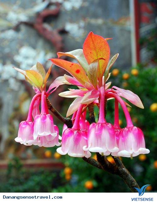 Ngắm Đào Chuông Trên Đỉnh Bà Nà - Ảnh 4