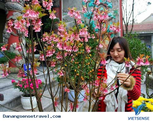 Ngắm Đào Chuông Trên Đỉnh Bà Nà - Ảnh 2