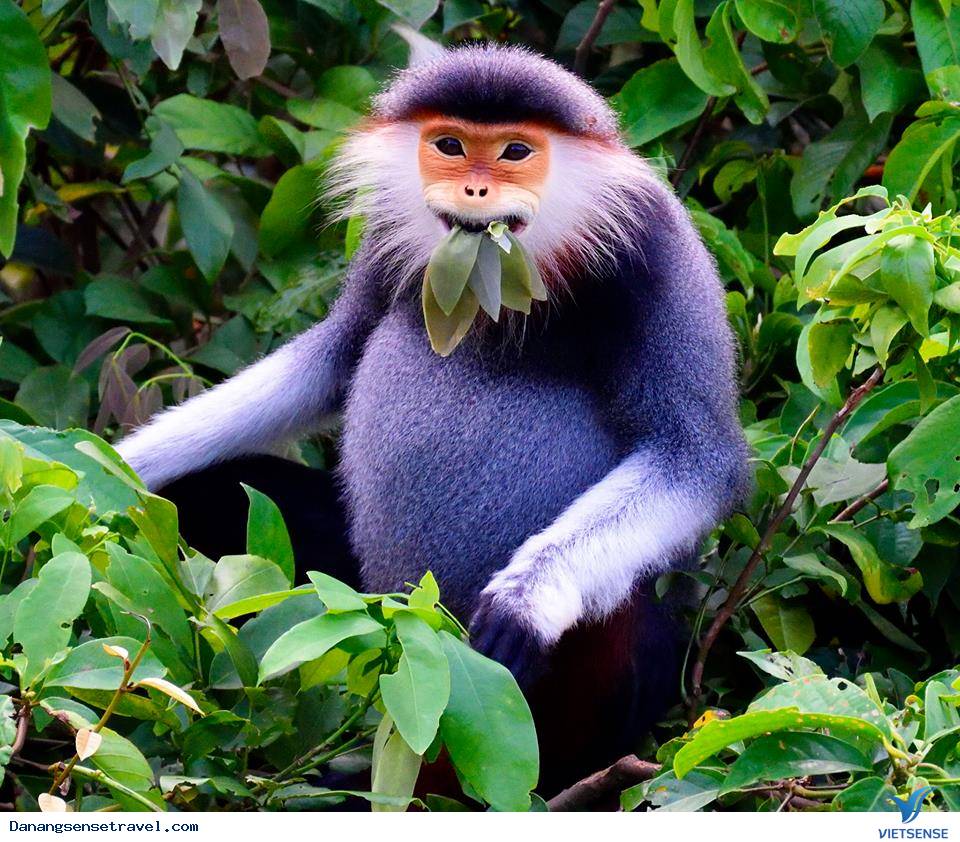 Ngắm vọoc chà vá chân nâu trên bán Đảo Sơn Trà - Ảnh 3 Ngắm vọoc chà vá chân nâu trên bán Đảo Sơn Trà - Ảnh 3