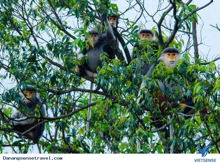 Ngắm vọoc chà vá chân nâu trên bán Đảo Sơn Trà - Ảnh 2 Ngắm vọoc chà vá chân nâu trên bán Đảo Sơn Trà - Ảnh 2