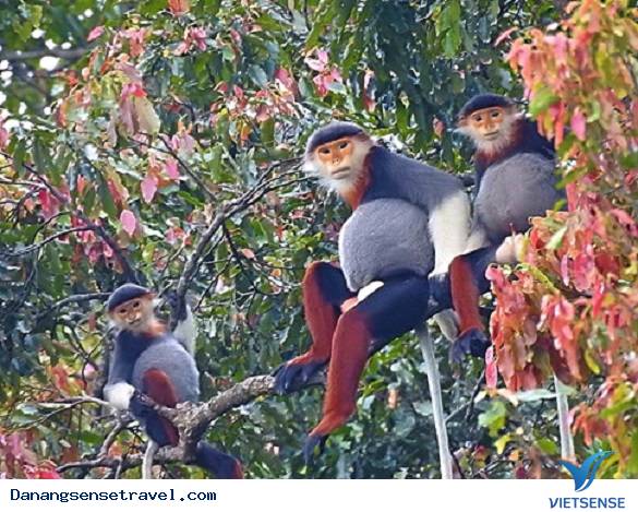 Những bức ảnh về Voọc chà vá chân nâu tại Sơn Trà - Ảnh 1 Những bức ảnh về Voọc chà vá chân nâu tại Sơn Trà - Ảnh 1