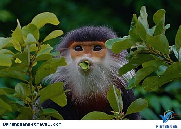 Những bức ảnh về Voọc chà vá chân nâu tại Sơn Trà - Ảnh 5 Những bức ảnh về Voọc chà vá chân nâu tại Sơn Trà - Ảnh 5