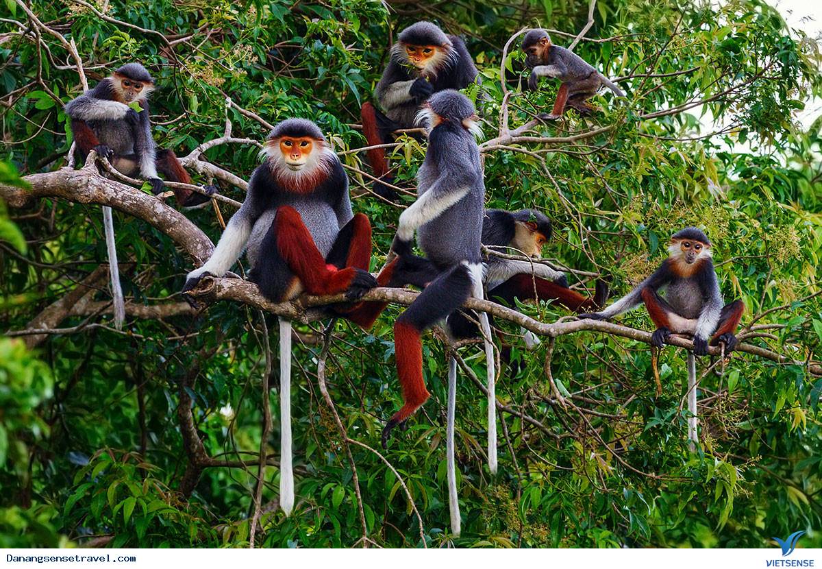 Những bức ảnh về Voọc chà vá chân nâu tại Sơn Trà - Ảnh 2 Những bức ảnh về Voọc chà vá chân nâu tại Sơn Trà - Ảnh 2