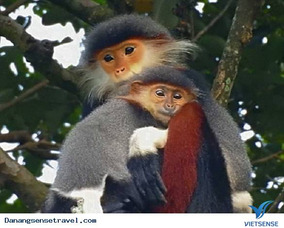 Những bức ảnh về Voọc chà vá chân nâu tại Sơn Trà - Ảnh 4 Những bức ảnh về Voọc chà vá chân nâu tại Sơn Trà - Ảnh 4