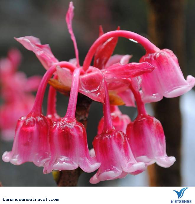 Những điểm vi vu trong dịp tết tại Đà Nẵng - Ảnh 1 Những điểm vi vu trong dịp tết tại Đà Nẵng - Ảnh 1