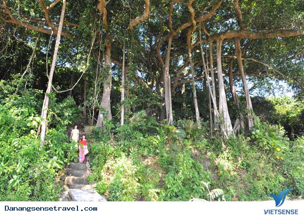 Phát triển điểm đến tại cây đa ngàn năm tuổi Sơn Trà - Ảnh 3