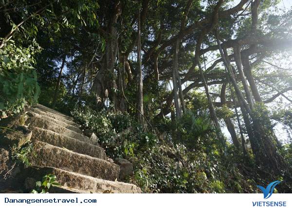 Phát triển điểm đến tại cây đa ngàn năm tuổi Sơn Trà - Ảnh 4