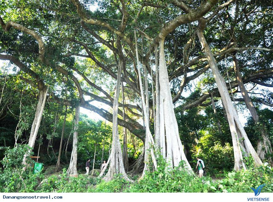 Phát triển điểm đến tại cây đa ngàn năm tuổi Sơn Trà - Ảnh 1