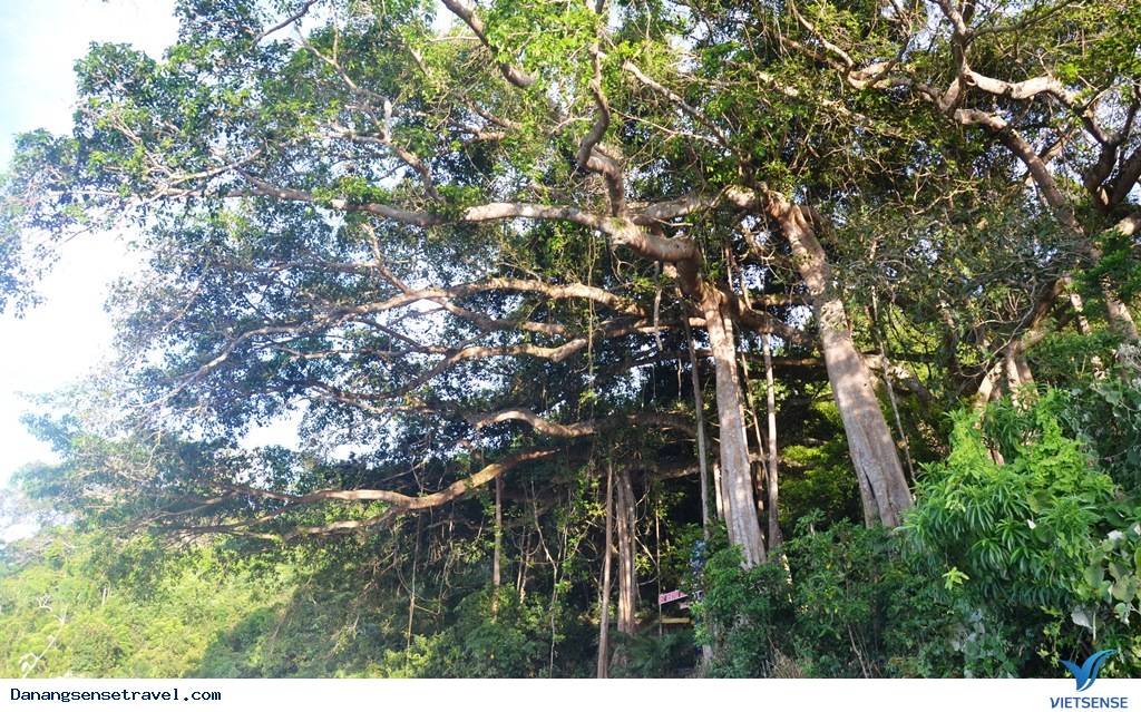 Phát triển điểm đến tại cây đa ngàn năm tuổi Sơn Trà - Ảnh 2