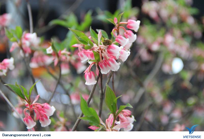 Rộn ràng đón xuân trên đỉnh Bà Nà Hills - Ảnh 5 Rộn ràng đón xuân trên đỉnh Bà Nà Hills - Ảnh 5