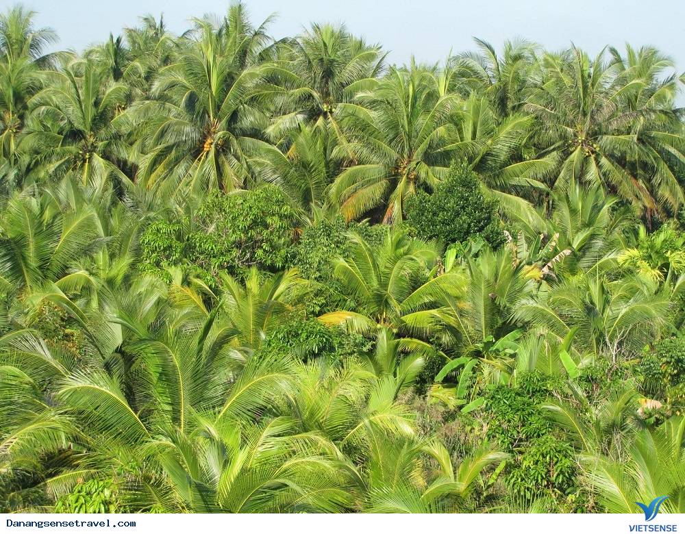 Rừng dừa Bảy Mẫu sau lưng phố Hội - Ảnh 7