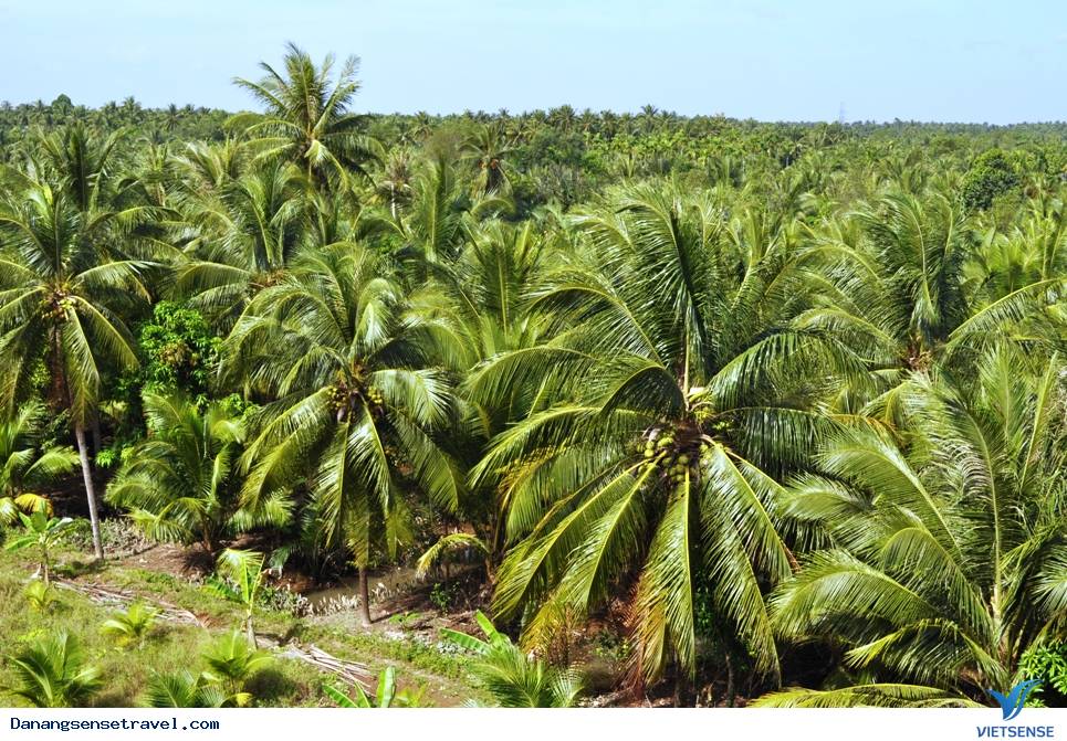 Rừng dừa Bảy Mẫu sau lưng phố Hội - Ảnh 8