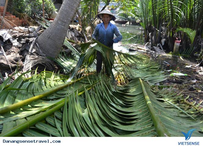 Rừng dừa Bảy Mẫu sau lưng phố Hội - Ảnh 3