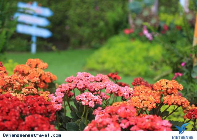 Sắc xuân lộng lẫy trên Bà Nà Hills - Ảnh 3 Sắc xuân lộng lẫy trên Bà Nà Hills - Ảnh 3