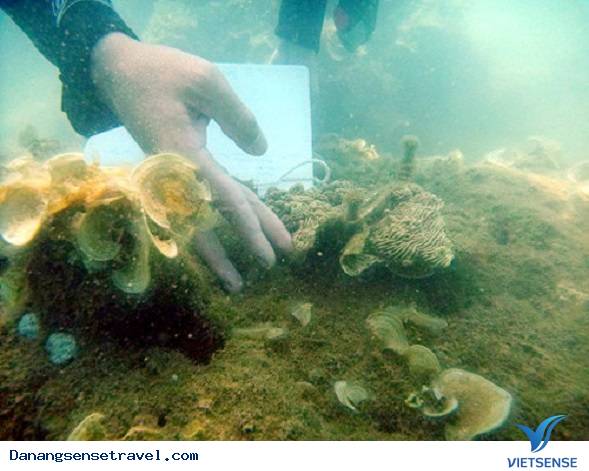 San hô Cù Lao Chàm phục hồi nhờ ứng dụng công nghệ - Ảnh 2