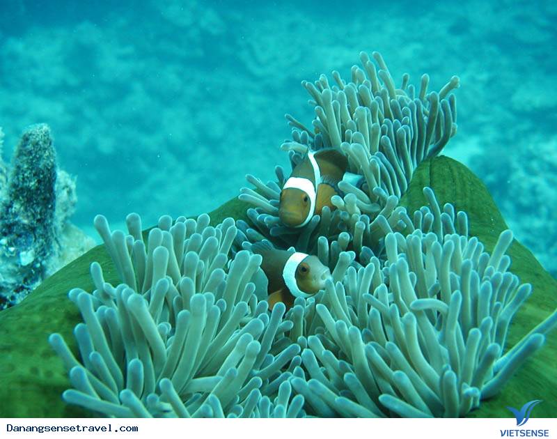 San hô Cù Lao Chàm phục hồi nhờ ứng dụng công nghệ - Ảnh 3