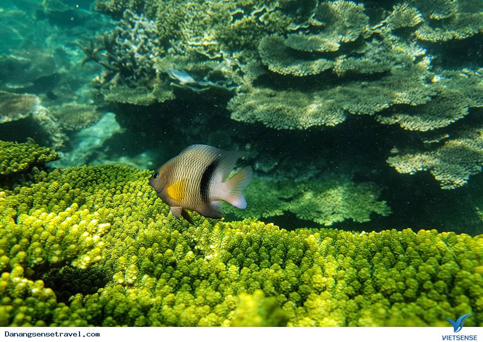 San hô Cù Lao Chàm phục hồi nhờ ứng dụng công nghệ - Ảnh 1