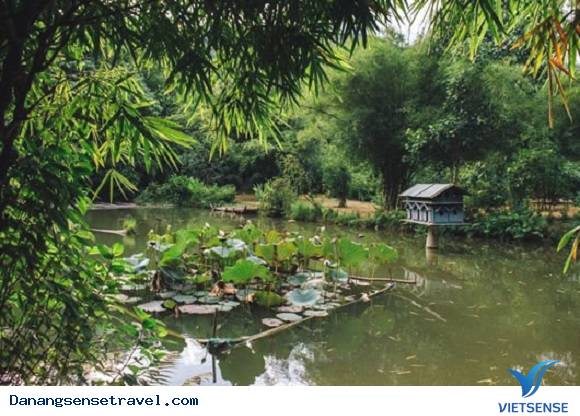 Thiên đường lạc lối vào rừng tre núi Sơn Trà - Ảnh 4