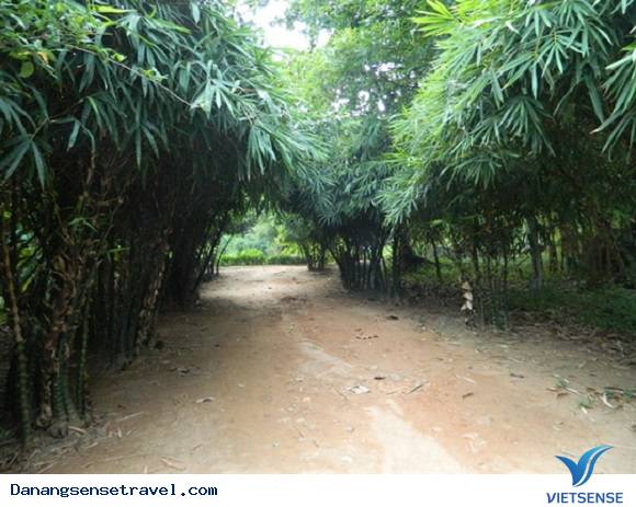 Thiên đường lạc lối vào rừng tre núi Sơn Trà - Ảnh 3