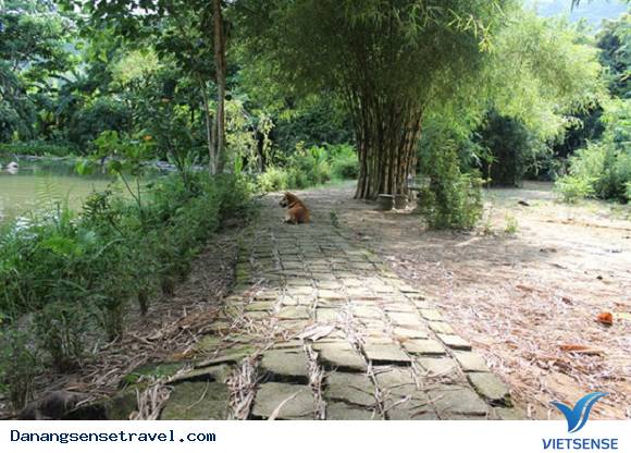 Thiên đường lạc lối vào rừng tre núi Sơn Trà - Ảnh 6