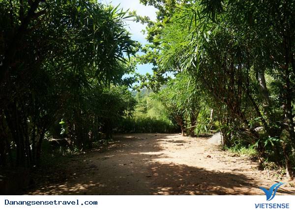 Thiên đường lạc lối vào rừng tre núi Sơn Trà - Ảnh 5