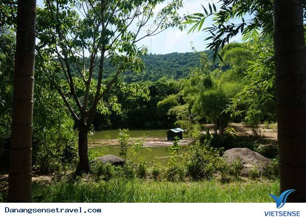 Thiên đường lạc lối vào rừng tre núi Sơn Trà - Ảnh 2