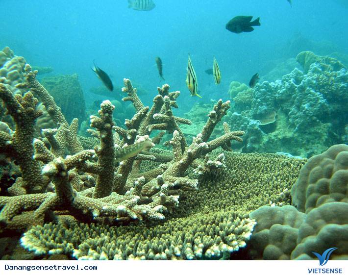 Thời gian hành trình giải trí trên biển Cù lao Chàm - Ảnh 4 Thời gian hành trình giải trí trên biển Cù lao Chàm - Ảnh 4