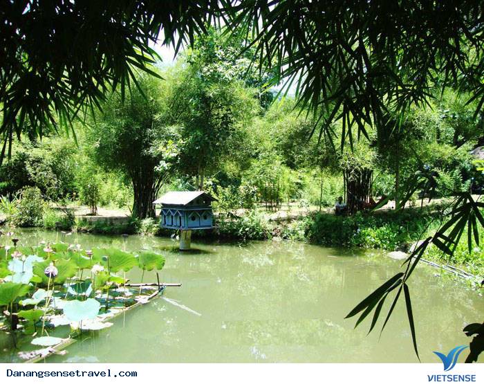 Tới Sơn Trà Tịnh Viên chiêm ngưỡng bộ sưu tầm tre trúc - Ảnh 2 Tới Sơn Trà Tịnh Viên chiêm ngưỡng bộ sưu tầm tre trúc - Ảnh 2