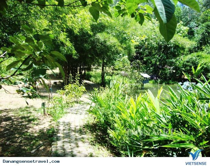 Tới Sơn Trà Tịnh Viên chiêm ngưỡng bộ sưu tầm tre trúc - Ảnh 1 Tới Sơn Trà Tịnh Viên chiêm ngưỡng bộ sưu tầm tre trúc - Ảnh 1