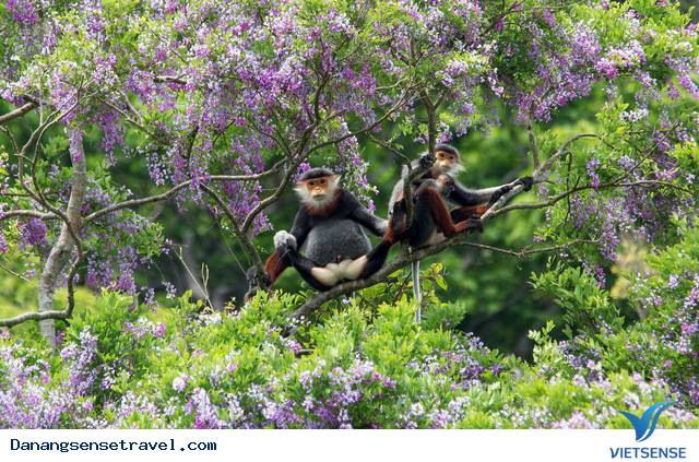 Gia đình vọoc chà vá chân nâu - tác giả Nguyễn Thị Thu Trang Gia đình vọoc chà vá chân nâu - tác giả Nguyễn Thị Thu Trang