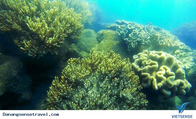 chương trình đi bộ ngắm san hô dưới đáy biển đảo Cù Lao Chàm - Ảnh 4 chương trình đi bộ ngắm san hô dưới đáy biển đảo Cù Lao Chàm - Ảnh 4