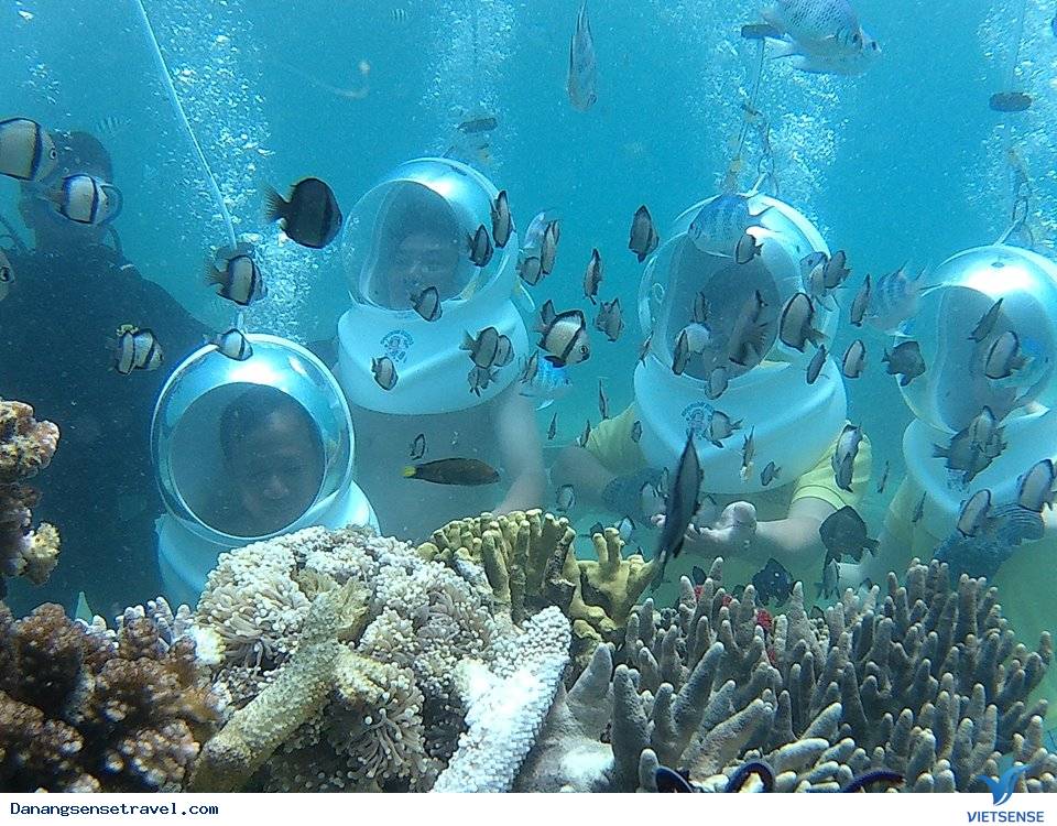 chương trình đi bộ ngắm san hô dưới đáy biển đảo Cù Lao Chàm - Ảnh 2 chương trình đi bộ ngắm san hô dưới đáy biển đảo Cù Lao Chàm - Ảnh 2