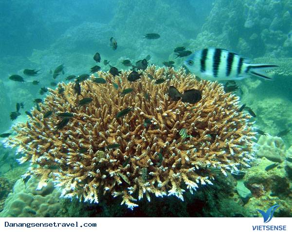 chương trình đi bộ ngắm san hô dưới đáy biển đảo Cù Lao Chàm - Ảnh 5 chương trình đi bộ ngắm san hô dưới đáy biển đảo Cù Lao Chàm - Ảnh 5