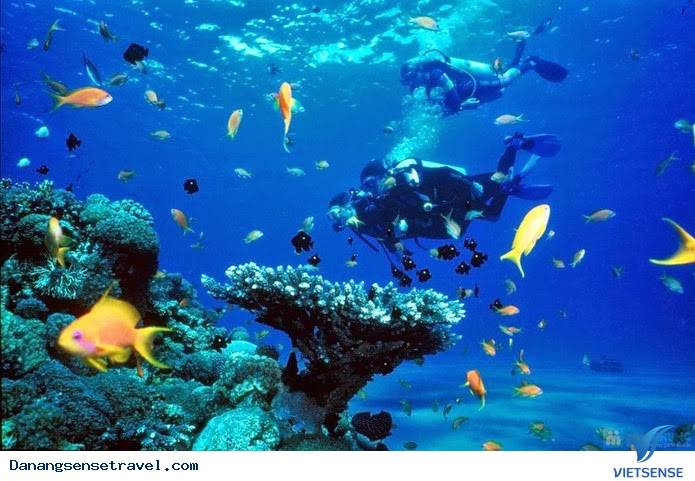 chương trình lặn biển ngắm san hô Cù Lao Chàm - Ảnh 1 chương trình lặn biển ngắm san hô Cù Lao Chàm - Ảnh 1