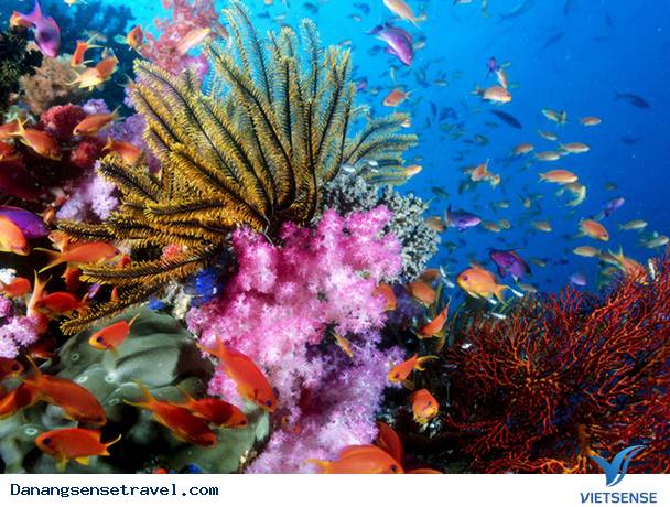 chương trình lặn biển ngắm san hô Cù Lao Chàm - Ảnh 3 chương trình lặn biển ngắm san hô Cù Lao Chàm - Ảnh 3