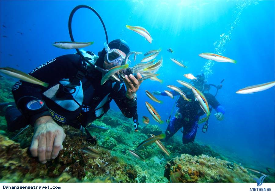 chương trình lặn biển ngắm san hô Cù Lao Chàm - Ảnh 5 chương trình lặn biển ngắm san hô Cù Lao Chàm - Ảnh 5