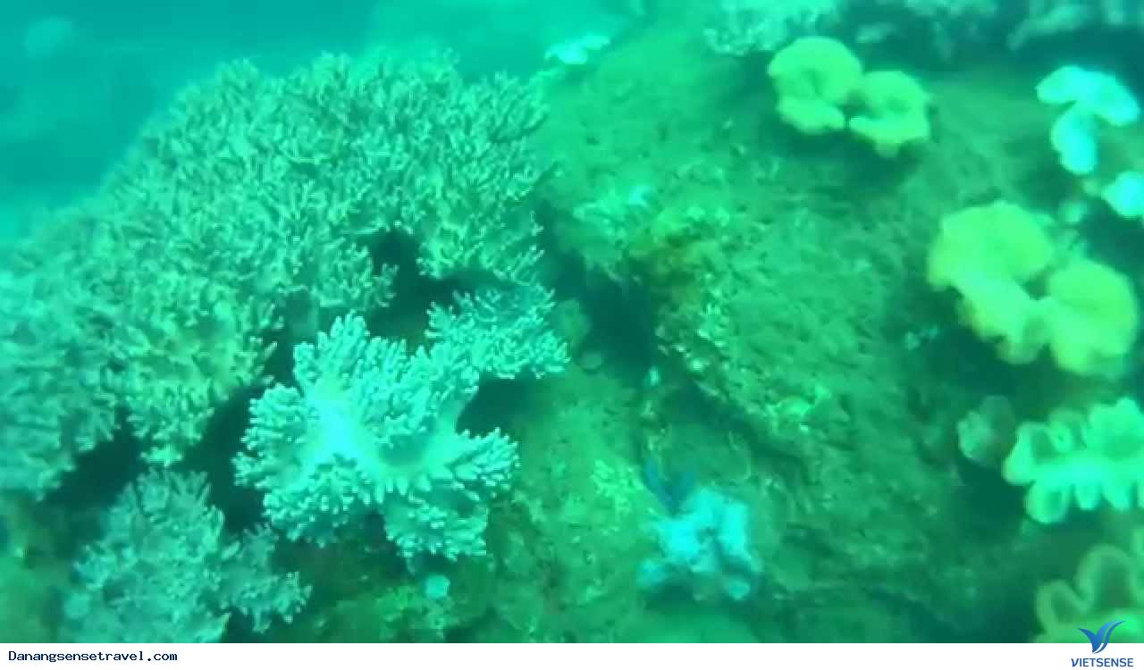 chương trình lặn biển ngắm san hô Cù Lao Chàm - Ảnh 2 chương trình lặn biển ngắm san hô Cù Lao Chàm - Ảnh 2