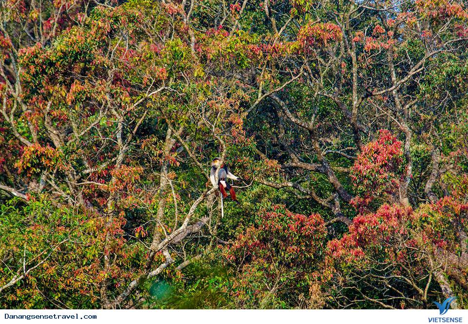 Triển lãm ảnh về voọc chà vá chân nâu bán đảo Sơn Trà - Ảnh 6