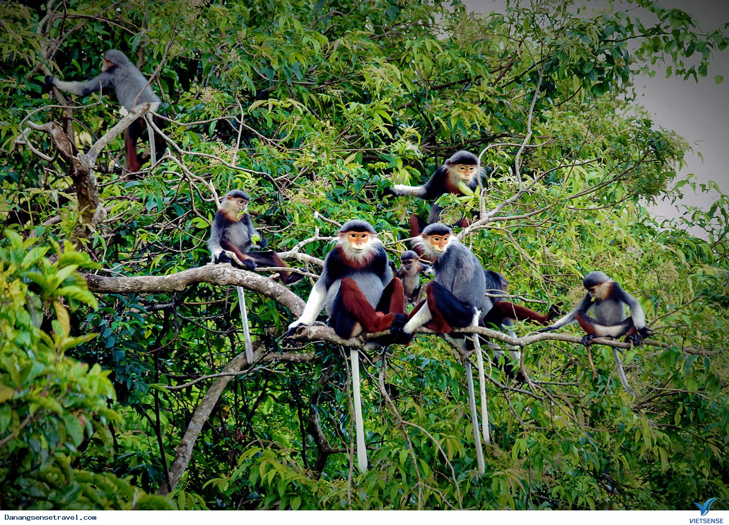 Triển lãm ảnh về voọc chà vá chân nâu bán đảo Sơn Trà - Ảnh 1