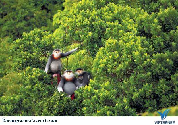 Triển lãm ảnh về voọc chà vá chân nâu bán đảo Sơn Trà - Ảnh 4