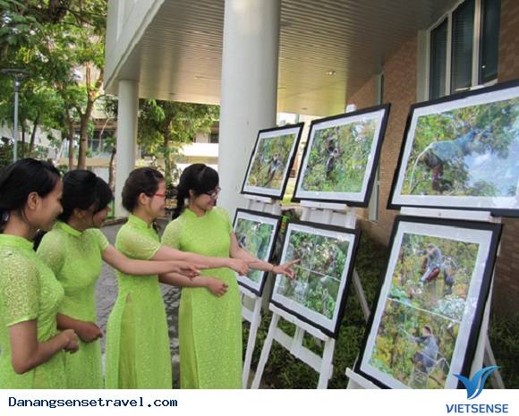 Triển lãm ảnh về voọc chà vá chân nâu bán đảo Sơn Trà - Ảnh 5