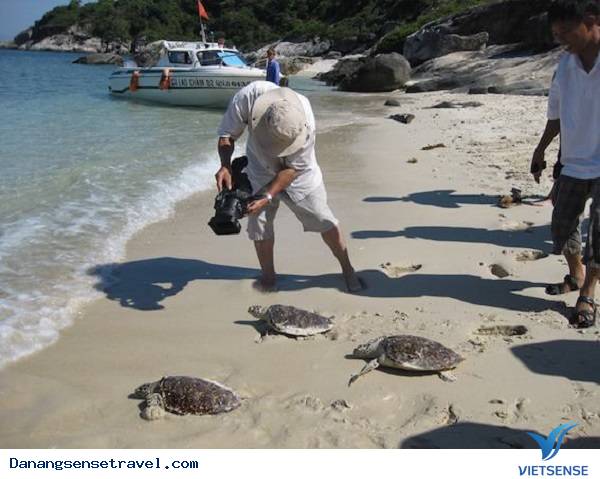 Trứng rùa nở ở Cù Lao Chàm - Ảnh 2