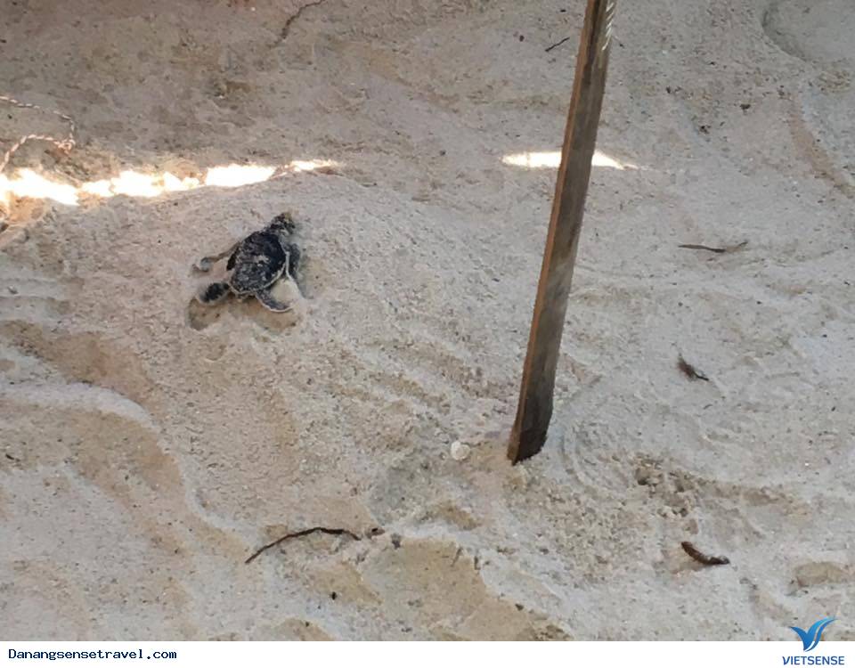 Trứng rùa nở ở Cù Lao Chàm - Ảnh 5