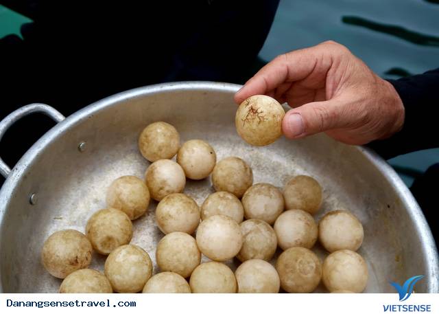 Trứng rùa nở ở Cù Lao Chàm - Ảnh 1