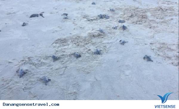 Trứng rùa nở ở Cù Lao Chàm - Ảnh 3